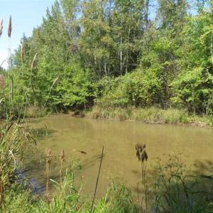 Photo of SOLD!!  174 Acres of Hunting Land For Sale in Dillon County SC!