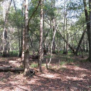 Photo of SOLD!!  174 Acres of Hunting Land For Sale in Dillon County SC!