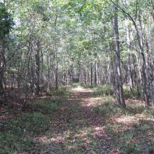 Photo of SOLD!!  174 Acres of Hunting Land For Sale in Dillon County SC!