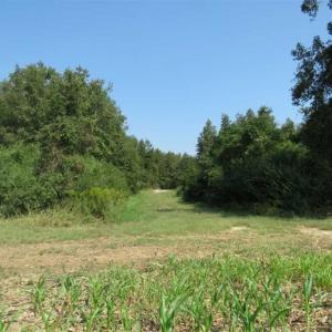 Photo of SOLD!!  174 Acres of Hunting Land For Sale in Dillon County SC!