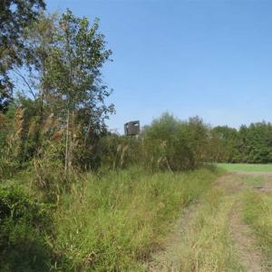 Photo of SOLD!!  174 Acres of Hunting Land For Sale in Dillon County SC!