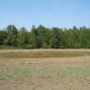 Photo of SOLD!!  174 Acres of Hunting Land For Sale in Dillon County SC!