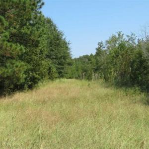 Photo of SOLD!!  174 Acres of Hunting Land For Sale in Dillon County SC!