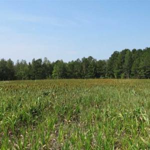 Photo of SOLD!!  174 Acres of Hunting Land For Sale in Dillon County SC!