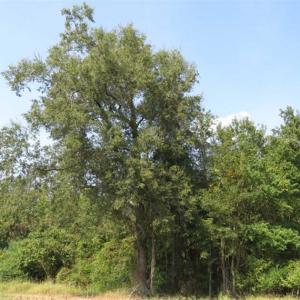 Photo of SOLD!!  174 Acres of Hunting Land For Sale in Dillon County SC!