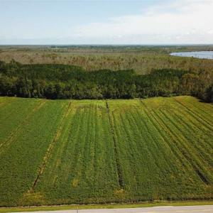 Photo of SOLD!!  52 Acres of Farm and Hunting Land For Sale in Tyrrell County NC!