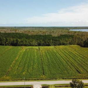 Photo of SOLD!!  52 Acres of Farm and Hunting Land For Sale in Tyrrell County NC!