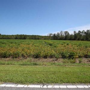 Photo of SOLD!!  52 Acres of Farm and Hunting Land For Sale in Tyrrell County NC!