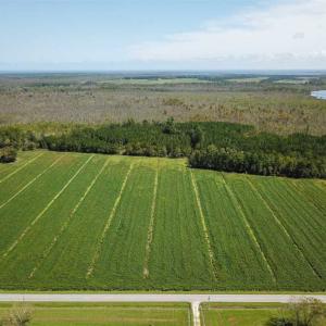 Photo of SOLD!!  52 Acres of Farm and Hunting Land For Sale in Tyrrell County NC!
