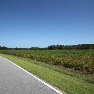 Photo of SOLD!!  52 Acres of Farm and Hunting Land For Sale in Tyrrell County NC!