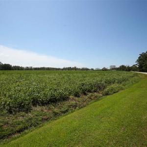 Photo of SOLD!!  52 Acres of Farm and Hunting Land For Sale in Tyrrell County NC!