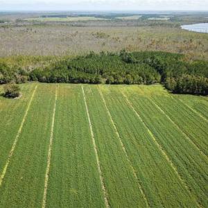 Photo of SOLD!!  52 Acres of Farm and Hunting Land For Sale in Tyrrell County NC!