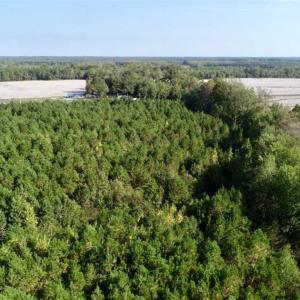 Photo of SOLD!! 13.7 Acres of Hunting and Timber Land For Sale in Gates County NC!
