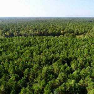 Photo of SOLD!! 13.7 Acres of Hunting and Timber Land For Sale in Gates County NC!