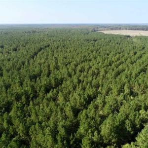 Photo of SOLD!! 13.7 Acres of Hunting and Timber Land For Sale in Gates County NC!