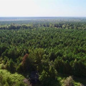 Photo of SOLD!! 13.7 Acres of Hunting and Timber Land For Sale in Gates County NC!
