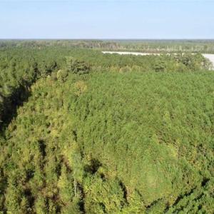 Photo of SOLD!! 13.7 Acres of Hunting and Timber Land For Sale in Gates County NC!