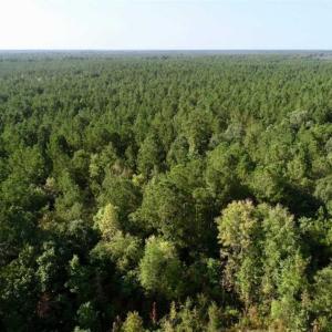 Photo of SOLD!! 13.7 Acres of Hunting and Timber Land For Sale in Gates County NC!