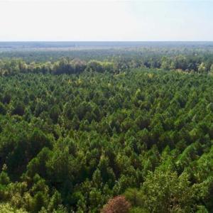 Photo of SOLD!! 13.7 Acres of Hunting and Timber Land For Sale in Gates County NC!