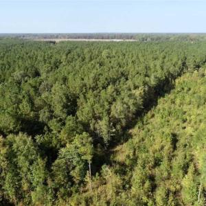 Photo of SOLD!! 13.7 Acres of Hunting and Timber Land For Sale in Gates County NC!
