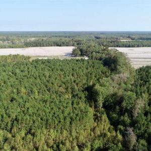 Photo of SOLD!! 13.7 Acres of Hunting and Timber Land For Sale in Gates County NC!