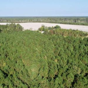 Photo of SOLD!! 13.7 Acres of Hunting and Timber Land For Sale in Gates County NC!