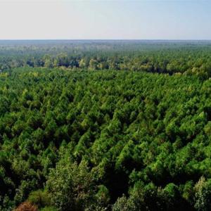 Photo of SOLD!! 13.7 Acres of Hunting and Timber Land For Sale in Gates County NC!
