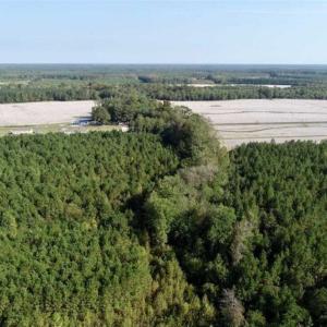 Photo of SOLD!! 13.7 Acres of Hunting and Timber Land For Sale in Gates County NC!