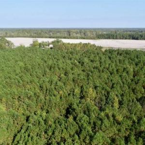 Photo of SOLD!! 13.7 Acres of Hunting and Timber Land For Sale in Gates County NC!