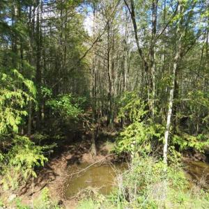Photo of UNDER CONTRACT!!  44 Acres of Hunting and Timber Land For Sale in Columbus County NC!