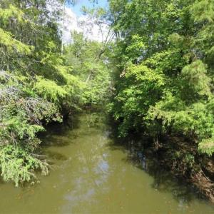 Photo of UNDER CONTRACT!!  44 Acres of Hunting and Timber Land For Sale in Columbus County NC!