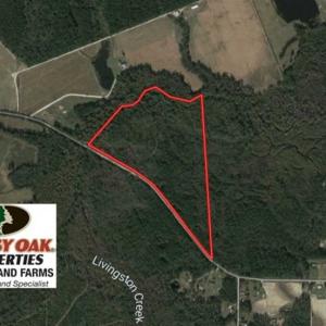 Photo of UNDER CONTRACT!!  44 Acres of Hunting and Timber Land For Sale in Columbus County NC!