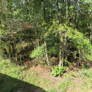 Photo of UNDER CONTRACT!!  44 Acres of Hunting and Timber Land For Sale in Columbus County NC!