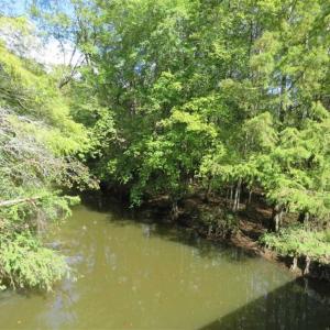 Photo of UNDER CONTRACT!!  44 Acres of Hunting and Timber Land For Sale in Columbus County NC!