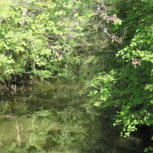 Photo of UNDER CONTRACT!!  44 Acres of Hunting and Timber Land For Sale in Columbus County NC!