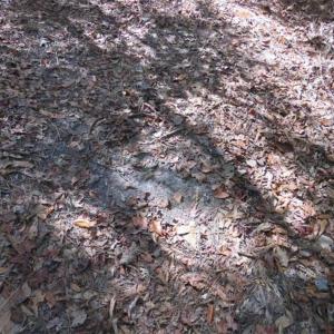 Photo of UNDER CONTRACT!!  44 Acres of Hunting and Timber Land For Sale in Columbus County NC!