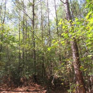 Photo of UNDER CONTRACT!!  44 Acres of Hunting and Timber Land For Sale in Columbus County NC!