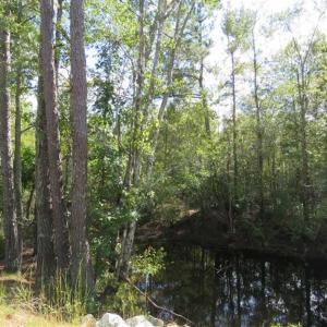 Photo of UNDER CONTRACT!!  44 Acres of Hunting and Timber Land For Sale in Columbus County NC!