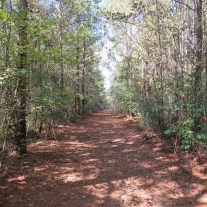 Photo of UNDER CONTRACT!!  44 Acres of Hunting and Timber Land For Sale in Columbus County NC!