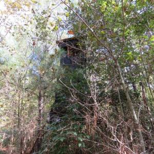 Photo of UNDER CONTRACT!!  44 Acres of Hunting and Timber Land For Sale in Columbus County NC!