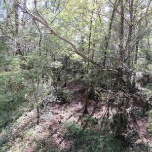 Photo of UNDER CONTRACT!!  44 Acres of Hunting and Timber Land For Sale in Columbus County NC!