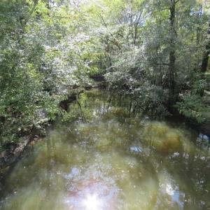 Photo of UNDER CONTRACT!!  44 Acres of Hunting and Timber Land For Sale in Columbus County NC!