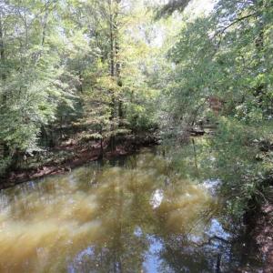 Photo of UNDER CONTRACT!!  44 Acres of Hunting and Timber Land For Sale in Columbus County NC!