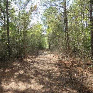 Photo of UNDER CONTRACT!!  44 Acres of Hunting and Timber Land For Sale in Columbus County NC!