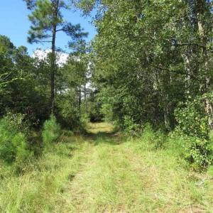 Photo of UNDER CONTRACT!!  172.7 Acres of Hunting and Timber Land For Sale in Columbus County NC!