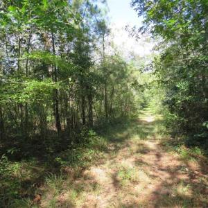 Photo of UNDER CONTRACT!!  172.7 Acres of Hunting and Timber Land For Sale in Columbus County NC!