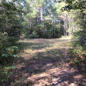 Photo of UNDER CONTRACT!!  172.7 Acres of Hunting and Timber Land For Sale in Columbus County NC!