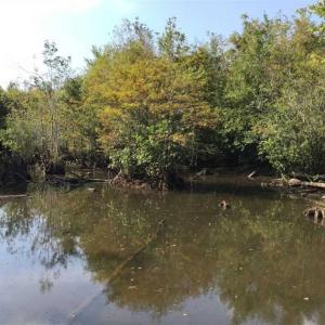 Photo of UNDER CONTRACT!!  172.7 Acres of Hunting and Timber Land For Sale in Columbus County NC!