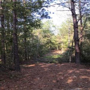Photo of UNDER CONTRACT!!  172.7 Acres of Hunting and Timber Land For Sale in Columbus County NC!