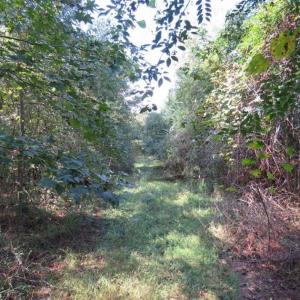 Photo of UNDER CONTRACT!!  172.7 Acres of Hunting and Timber Land For Sale in Columbus County NC!